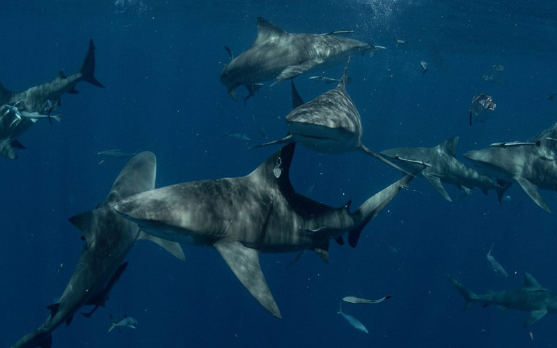 An image of numerous sharks swimming together in the islands of the Bahamas with Miami Shark Tours.