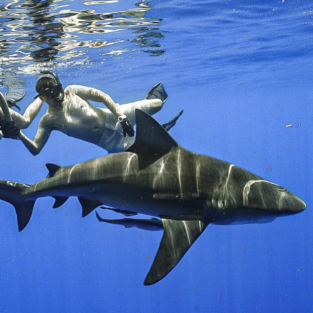 An image of divers in the water with sharks off the coast of Florida. 