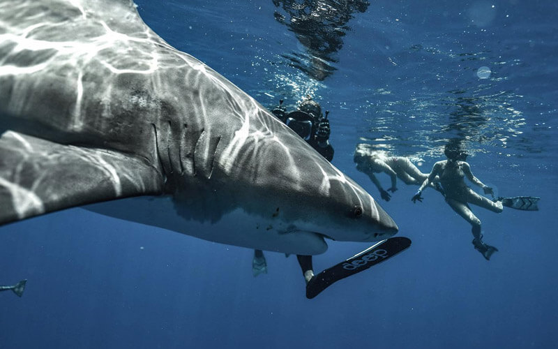 An image of divers in the water with a beautiful bull shark off florida.