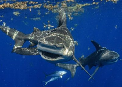 An image of a shark on a miami shark tour adventure.