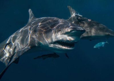 An image of an imposing bull shark.
