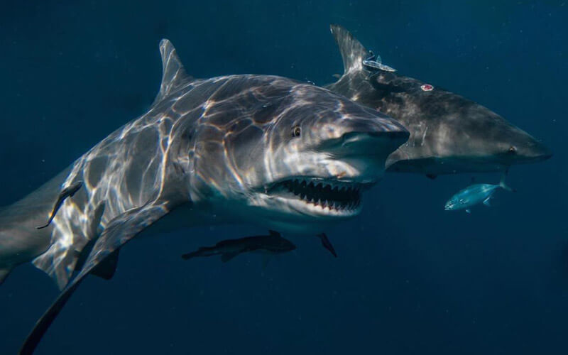 Video & Photo Packages Capture your Dive Miami Shark Tours