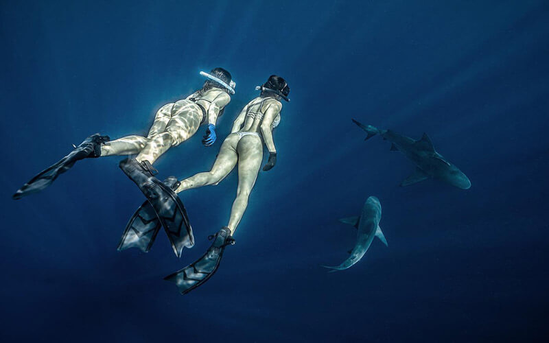 A shark tour photo of two divers swimming with sharks on a miami shark tour. 