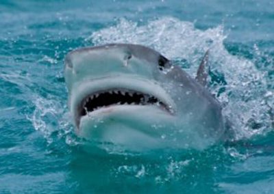 An image of a shark breaching the surface of the ocean on a Florida Shark Tour with Miami Shark Tours.