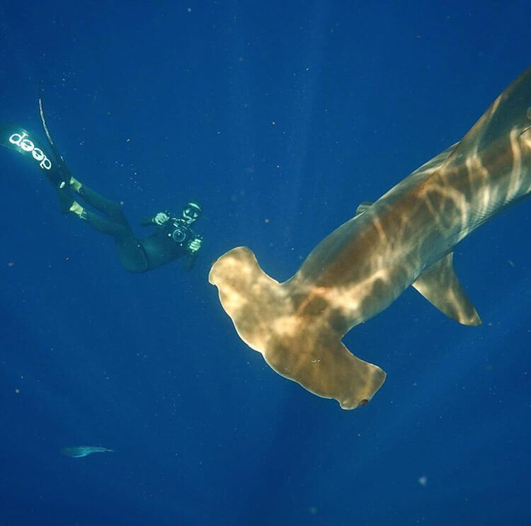 An image of a diver with a hammerhead on a miami shark tours aventure off the coast of Florida. 