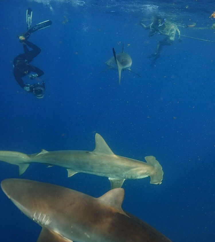 An image of a group of divers with sharks in the water off of florida on a miami shark tour. 