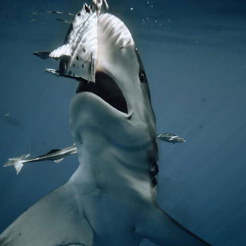 An image of a blacktip shark hitting a piece of bait on a miami shark tour adventure. 