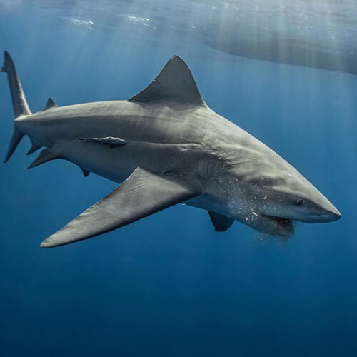 An image of a big bull shark on full display in the Atlantic ocean on a miami shark tour. 