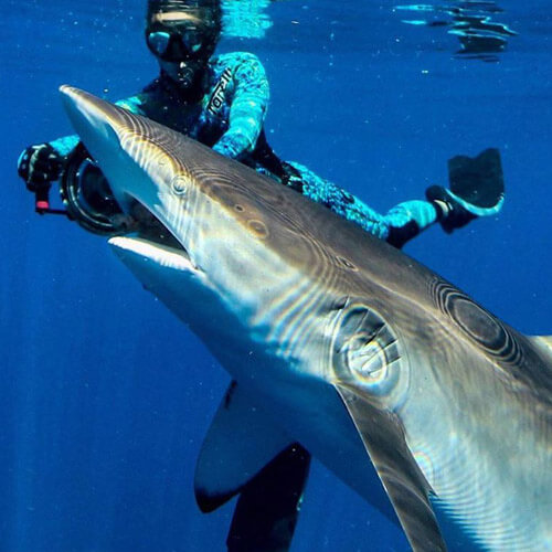 An image of a big dusky shark in the water off Florida's coast on a Miami Shark tour adventure. 