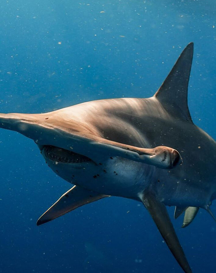 An image of a gorgeous hammerhead shark on a Florida Shark tour with Miami Shark Tours. 