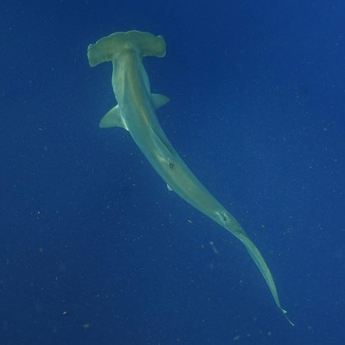 An image of a hammerhead shark in the water off the coast of Florida on a miami shark tour.