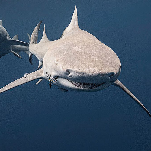 An image of a lemon shark up close and personal on a miami shark tour. 