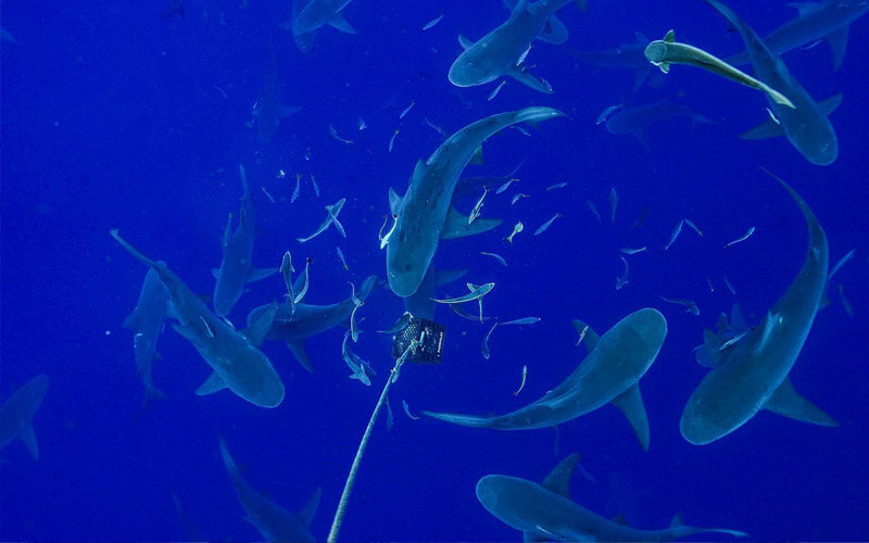 An image of a group of sharks of florida circling a bait box on a florida shark tour with miami shark tours.