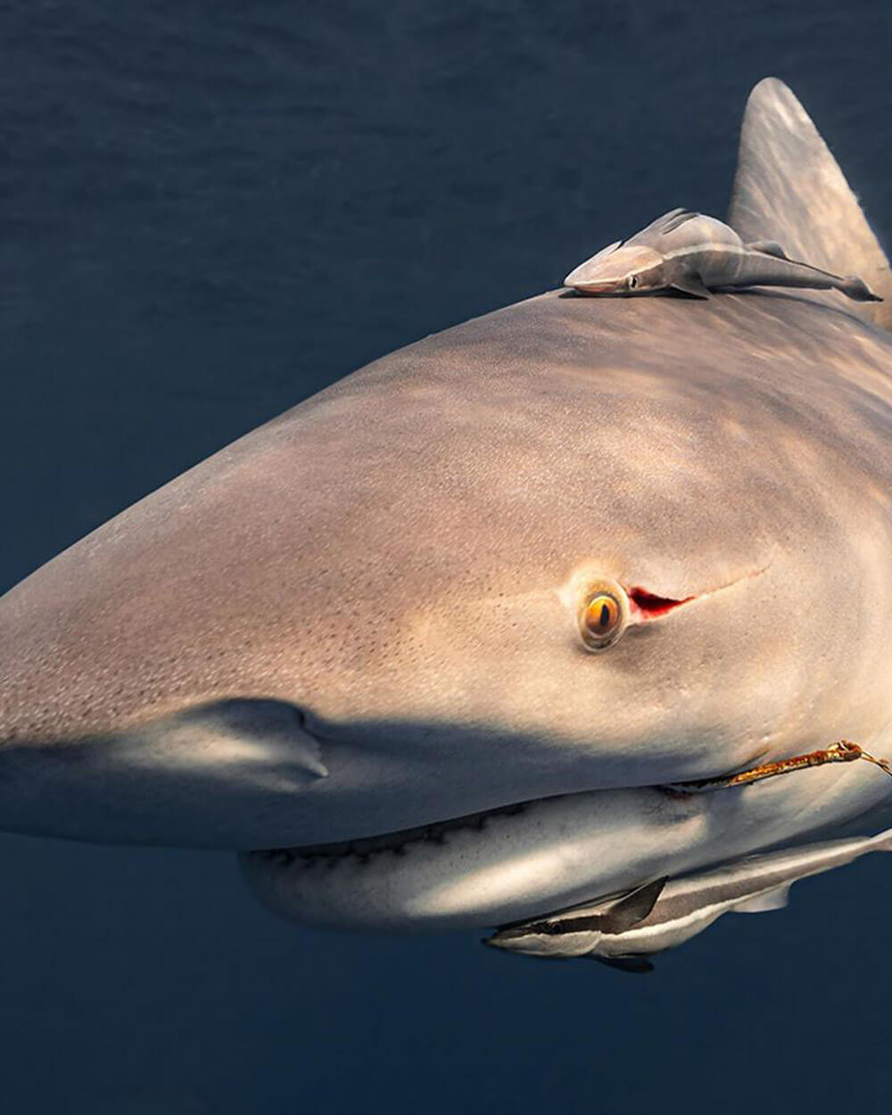 An image of a shark in the waters off of the coast of Florida. 