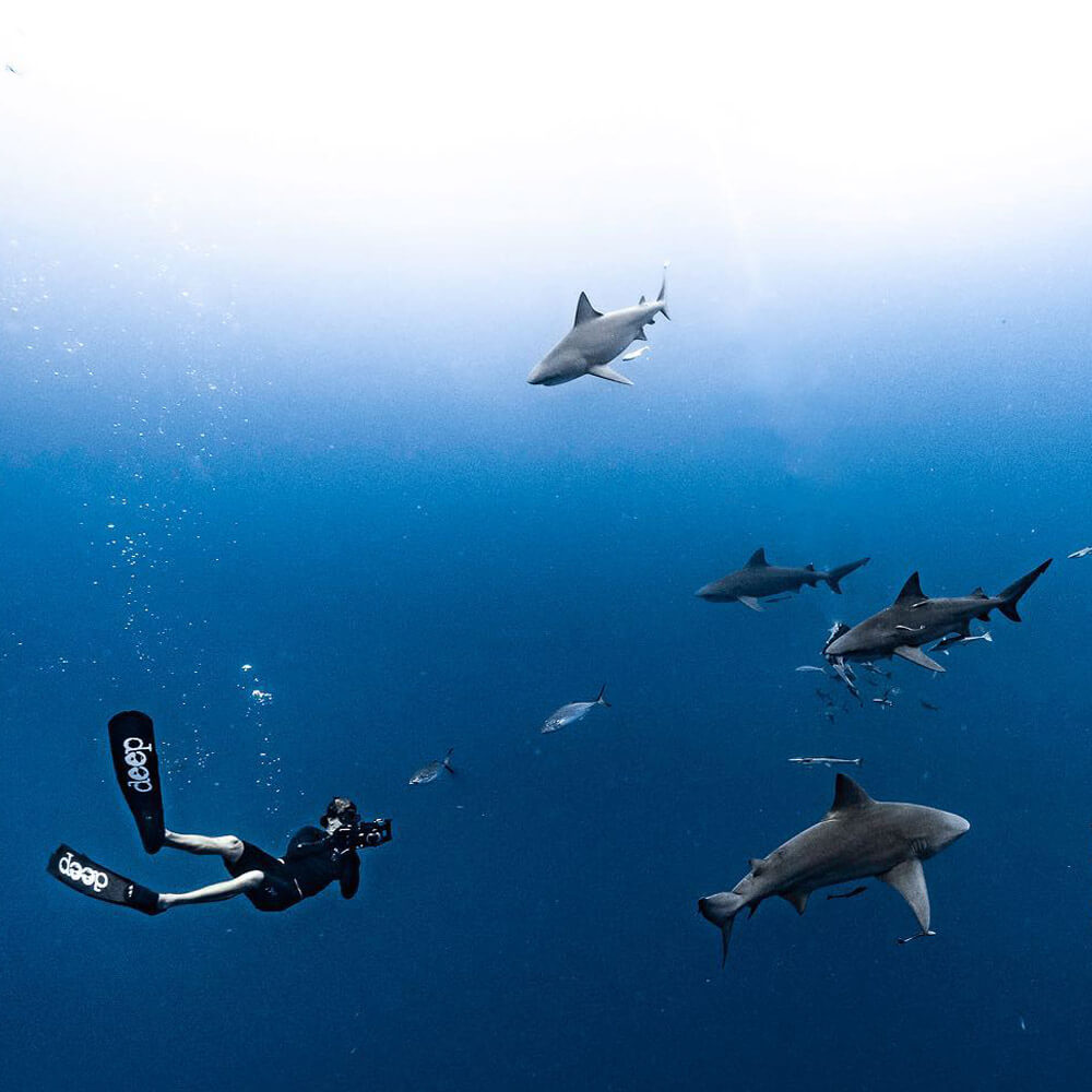 An image of a cameraman and a group of sharks underwater on a florida shark tour. 