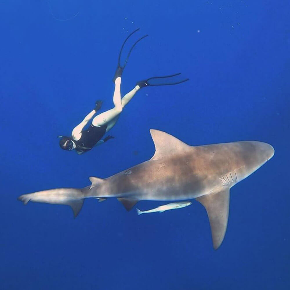 An image of a beautiful shark off the coast of Florida on a miami shark tour. 