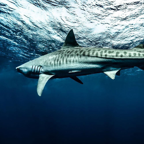 An image of a tiger shark swimming in the waters off the cost of Florida. 